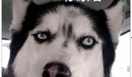 二哈爆料唐明龙视频