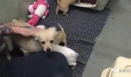 狗狗救助站爆料视频下载