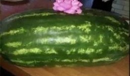 免费吃瓜买一个送一个,免费吃瓜，买一送一，共享甜蜜时光