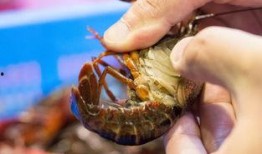 娱乐圈爆料大龙虾,大龙虾事件真相揭秘！