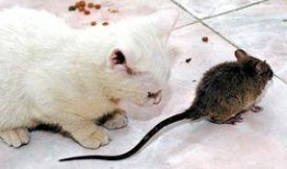 最新爆料猫鼠,揭秘最新科技突破背后的猫鼠博弈