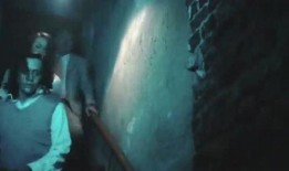 蜂螫在线观看,揭秘神秘昆虫的致命一击