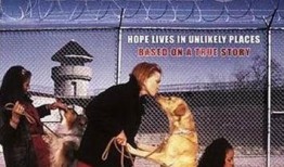 迈在线观看,探索数字时代的观影新体验