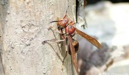 蜂螫在线观看,揭秘神秘昆虫的致命一击