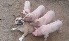 吃瓜猪娱乐新型道歉方式,新型道歉方式席卷娱乐圈